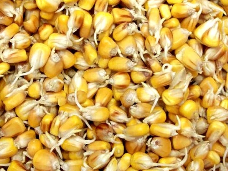 Кукуруза для проращивания: польза и применение