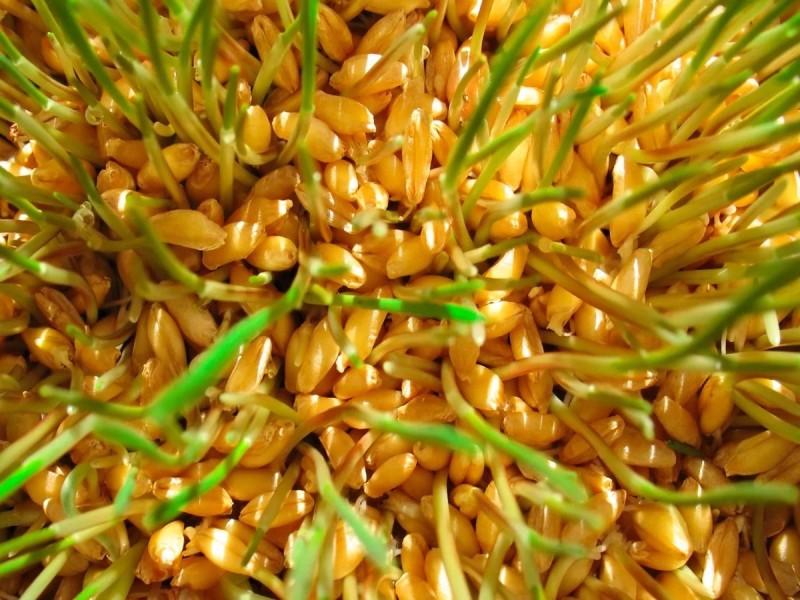 Пшеница для проращивания: польза и применение