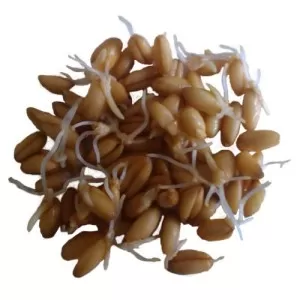 Полба для проращивания (зерно), 25кг